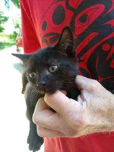Kittens for rehoming - Photo 4
