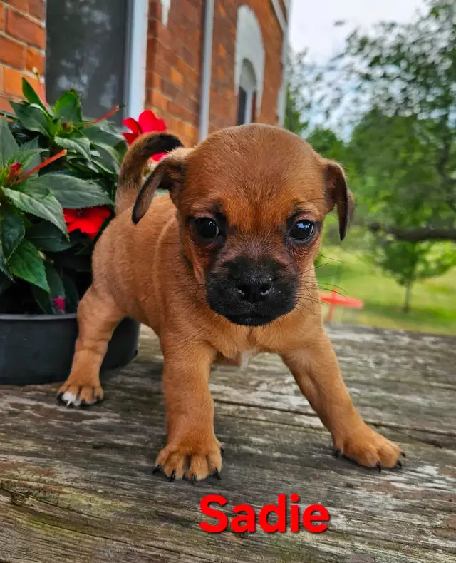 Jack Russel / Pug puppy