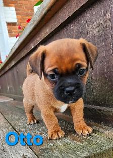 Jack Russel / Pug puppy - Photo 2