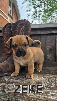 Jack Russel / Pug puppy - Photo 3