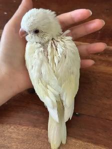 Handfed cremino Quaker parrot baby