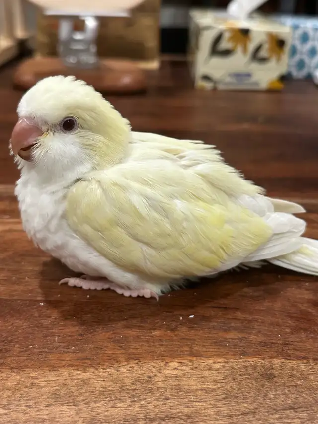 Tamed cremino Quaker parrot baby