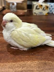 Tamed cremino Quaker parrot baby