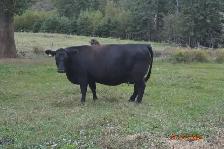 BEEF HEIFERS - YEARLINGS - Photo 4