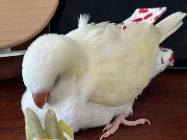 Handfed Cremino Quaker parrot baby