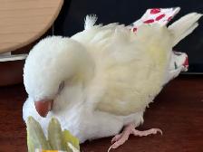Handfed Cremino Quaker parrot baby