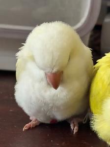 Handfed Cremino Quaker parrot baby - Photo 2