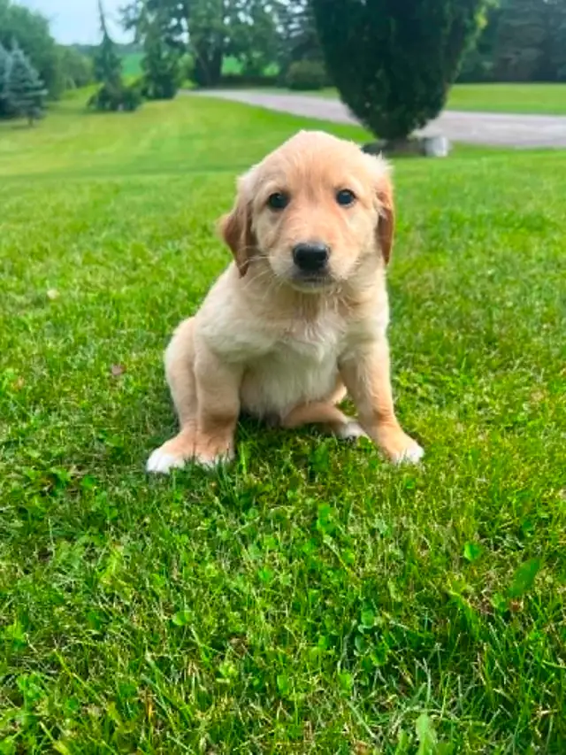 Golden Retriever crossed Australian Shepherd