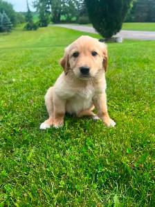 Golden Retriever crossed Australian Shepherd