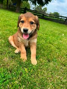 Golden Retriever crossed Australian Shepherd - Photo 2