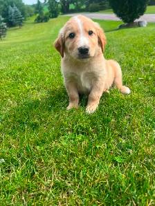 Golden Retriever crossed Australian Shepherd - Photo 3