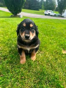 Golden Retriever crossed Australian Shepherd - Photo 4