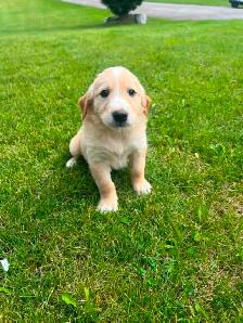 Golden Retriever crossed Australian Shepherd - Photo 6