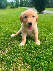 Golden Retriever crossed Australian Shepherd - Photo 8