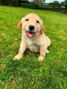 Golden Retriever crossed Australian Shepherd - Photo 9
