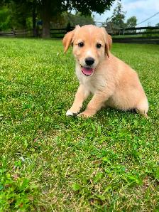 Golden Retriever crossed Australian Shepherd - Photo 10