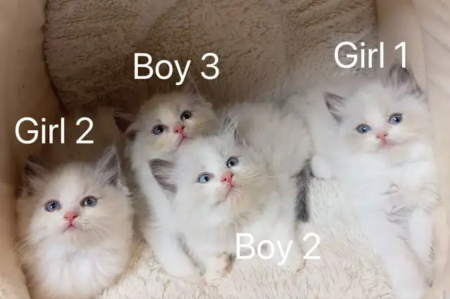 Blue eyes bicolor ragdoll kittens ready now