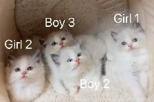 Blue eyes bicolor ragdoll kittens ready now
