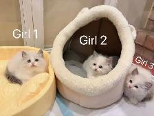 Blue eyes bicolor ragdoll kittens ready now - Photo 2