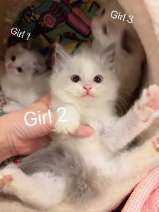 Blue eyes bicolor ragdoll kittens ready now - Photo 3