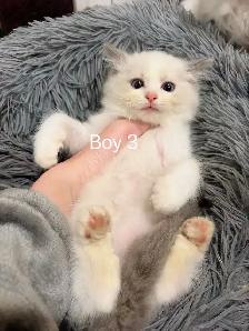 Blue eyes bicolor ragdoll kittens ready now - Photo 5