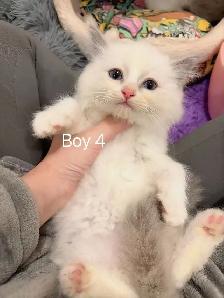 Blue eyes bicolor ragdoll kittens ready now - Photo 6