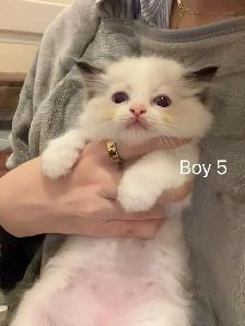 Blue eyes bicolor ragdoll kittens ready now - Photo 7