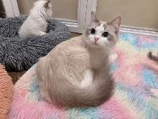 Blue eyes bicolor ragdoll kittens ready now - Photo 8