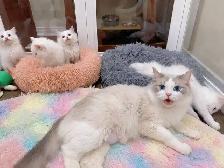 Blue eyes bicolor ragdoll kittens ready now - Photo 9