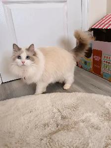 Blue eyes bicolor ragdoll kittens ready now - Photo 10