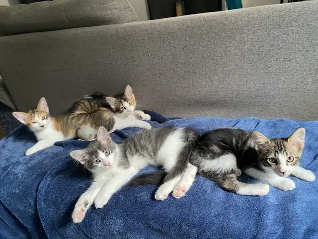 4 adorables chatons à vendre