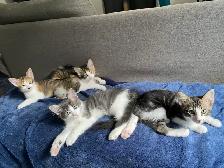 4 adorables chatons à vendre