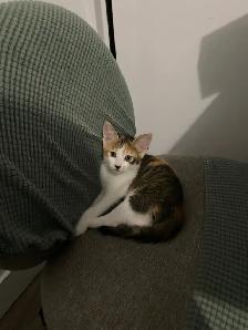 4 adorables chatons à vendre - Photo 4