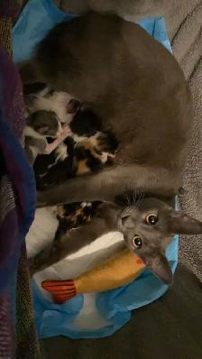 4 adorables chatons à vendre - Photo 8