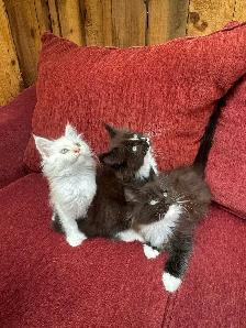 Purebred Maine Coon Kittens