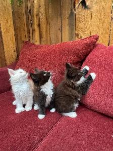 Purebred Maine Coon Kittens - Photo 2