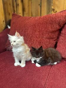 Purebred Maine Coon Kittens - Photo 3