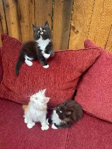 Purebred Maine Coon Kittens - Photo 4