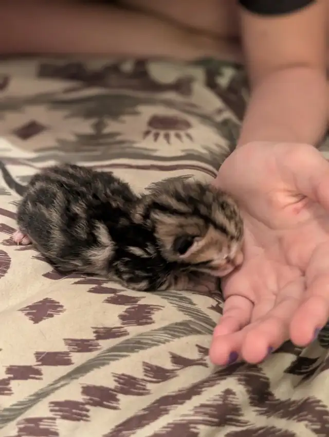 Roman marble Bengal kittens