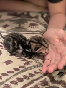 Roman marble Bengal kittens