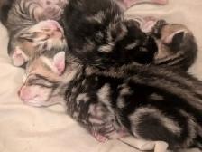 Roman marble Bengal kittens - Photo 2