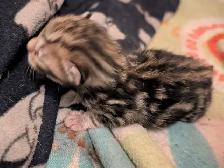 Roman marble Bengal kittens - Photo 3