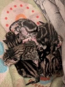 Roman marble Bengal kittens - Photo 4