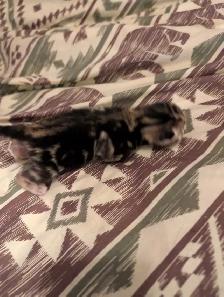 Roman marble Bengal kittens - Photo 5