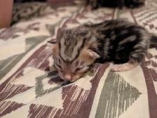 Roman marble Bengal kittens - Photo 6