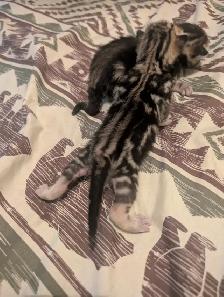 Roman marble Bengal kittens - Photo 7