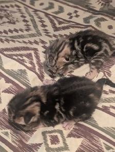 Roman marble Bengal kittens - Photo 8