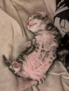 Roman marble Bengal kittens - Photo 9