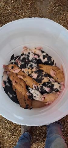 Piglets for sale