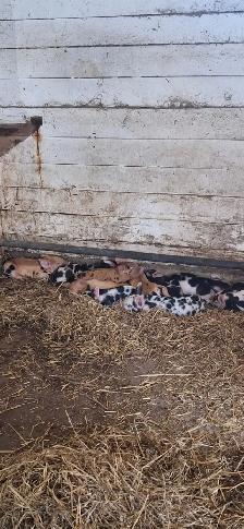 Piglets for sale - Photo 2